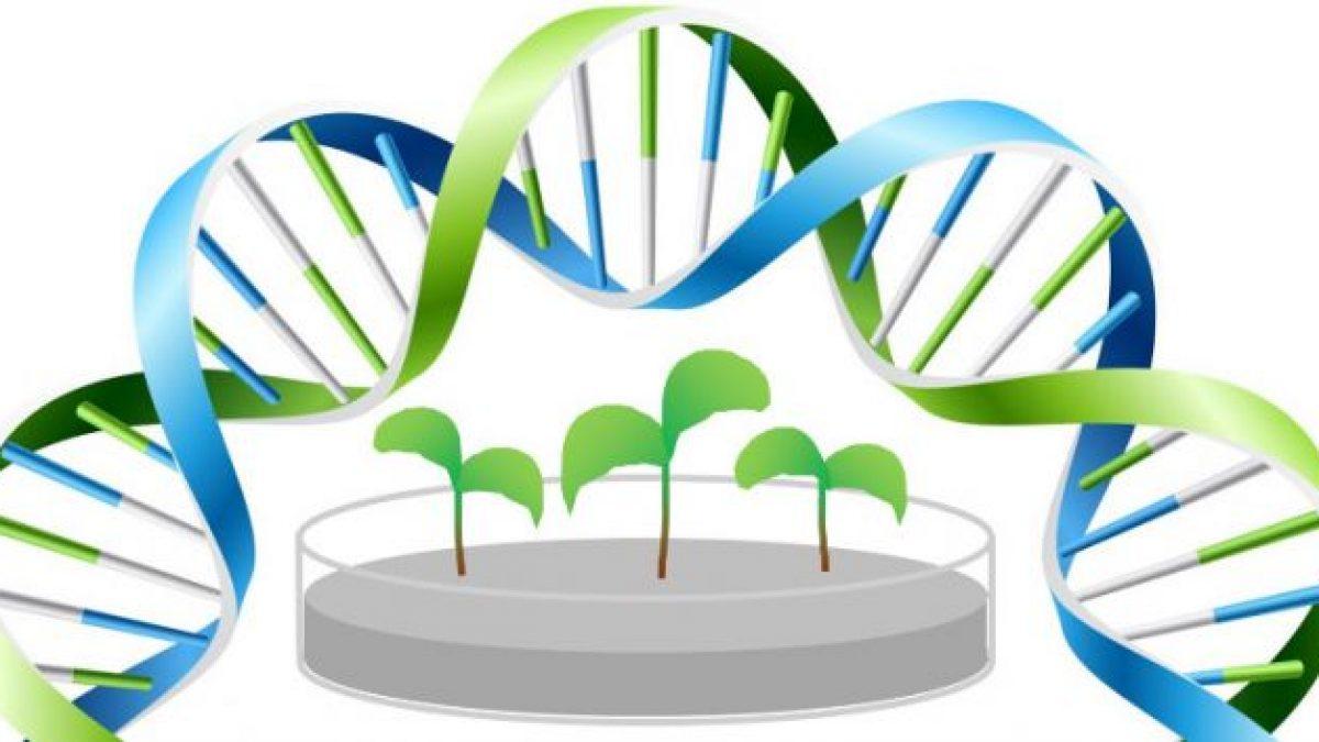 Plant biotechnology infographic labiotech 1200x675