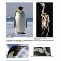 2016_fichmanchot-page-001