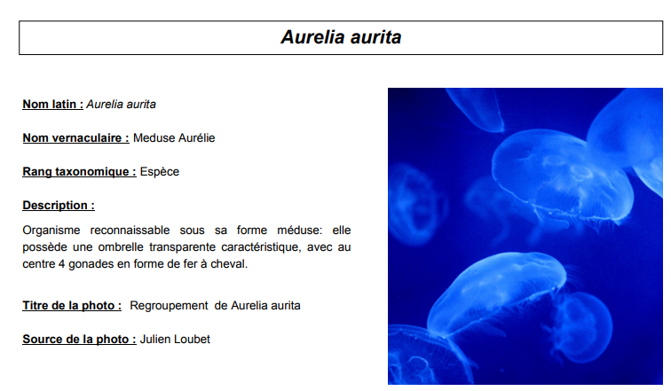 Méduse aurelia