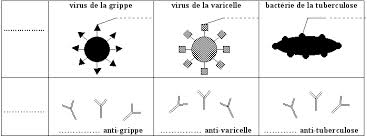 Anticorps virus