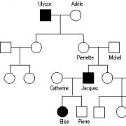 L'arbre généalogique ci-dessous permet d'étudier la transmission du caractère cheveux roux dans une famille. Elise tient ses cheveux roux de sa mère.