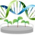 Plant biotechnology infographic labiotech 1200x675