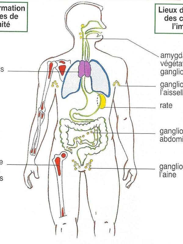 Syst immunitaire